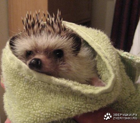 ������� ������ (21 ����)