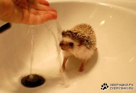 ������� ������ (21 ����)