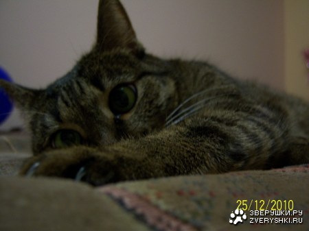 ��� ���� :)