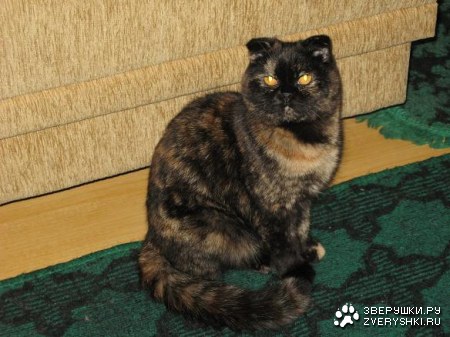 ������, ������ ��������!