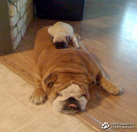 ������ ��������� ;)