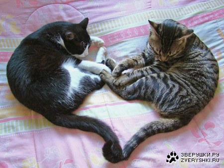 �������� �������� ;)