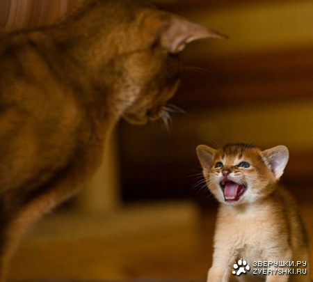 ������, ���� ��� �������! ;)