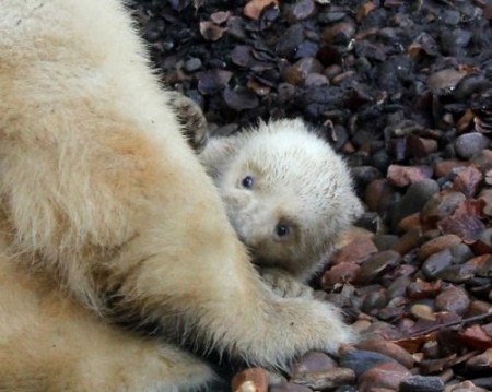 ������ ������ ������� (5 ����)