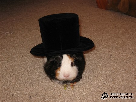 ������ � ����� ;)