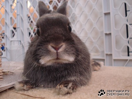 ����� ������� (5 ����)