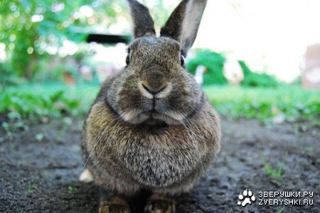 ����� ������� (5 ����)