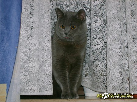 ��� ��� ��� (13 ����)