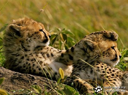 ���������� �������� (7 ����)