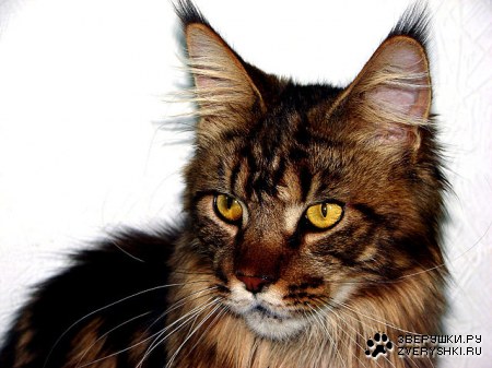 ��� ������ (3 ����)