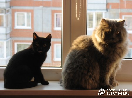 ��� ����� � ����� (4 ����)