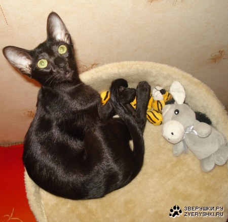 ������ (7 ����)