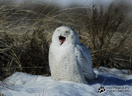 ���������� ���� (9 ����)