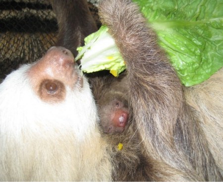 ������ ���������� ������� ��������