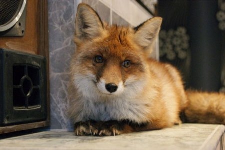 ����� �������� � ����� ���� (31 ����)