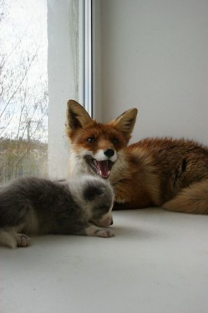 ����� �������� � ����� ���� (31 ����)