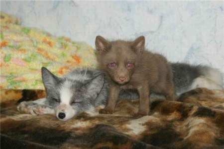 ����� �������� � ����� ���� (31 ����)