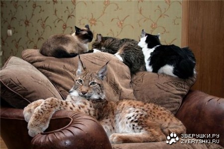 ����� �������� � ����� ���� (31 ����)