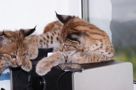 ����� �������� � ����� ���� (31 ����)