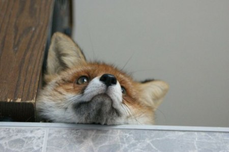 ����� �������� � ����� ���� (31 ����)