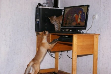 ����� �������� � ����� ���� (31 ����)