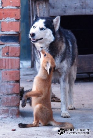 ����� �������� � ����� ���� (31 ����)