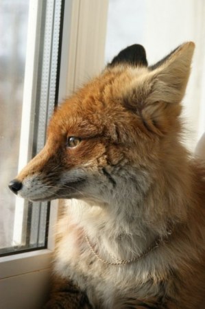 ����� �������� � ����� ���� (31 ����)