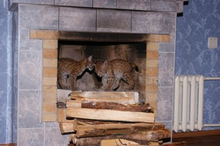 ����� �������� � ����� ���� (31 ����)