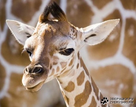 ��������� �������� (13 ����)