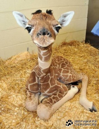 ��������� �������� (13 ����)