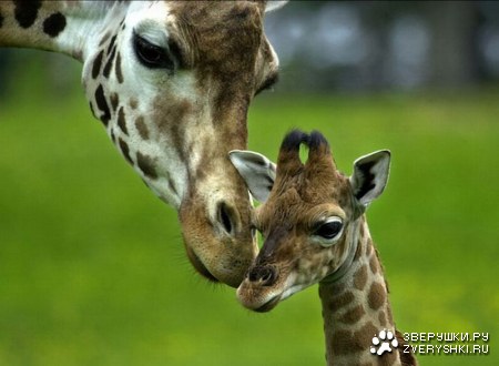 ��������� �������� (13 ����)