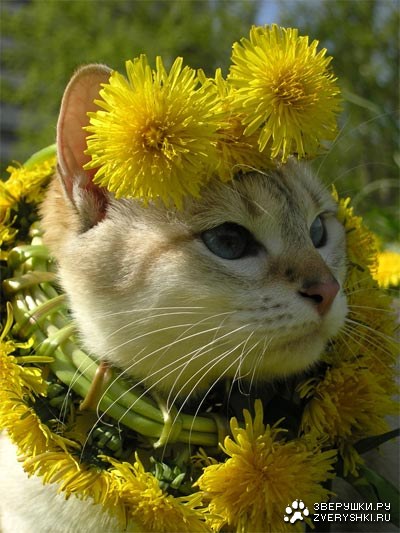 �������� ������ (14 ����)