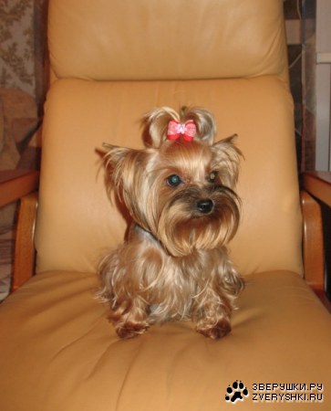 ��������� (7 ����)