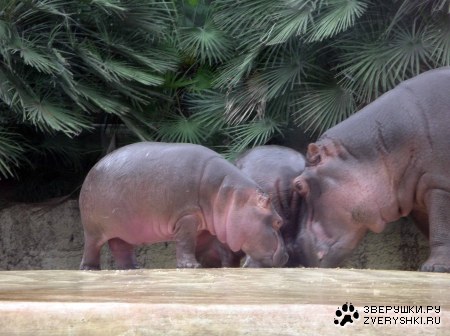 ������ ��� � ���� ������...