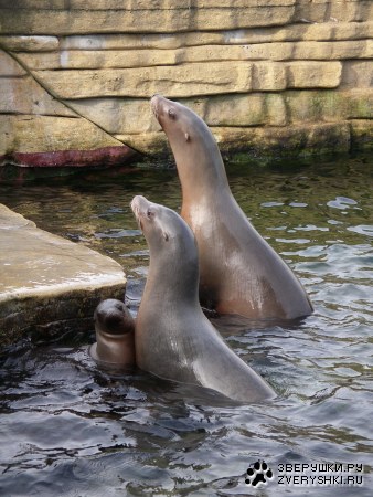 ����, ����, � - �������� ����� :)