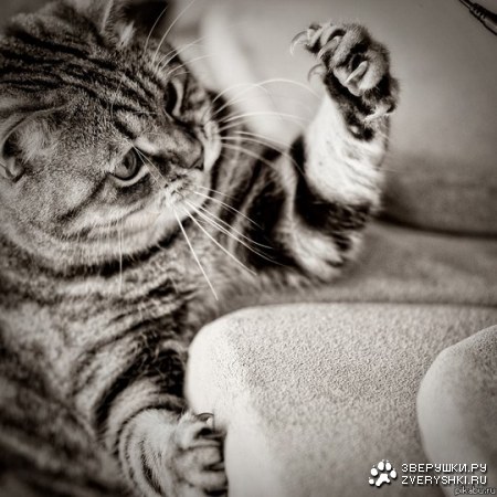 ���� ���������� �������� ;)