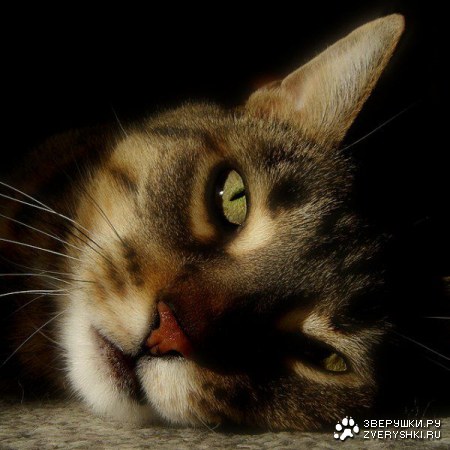 ������� ������ (11 ����)