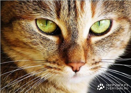 ������� ������ (11 ����)