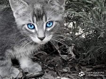 ������� ������ (11 ����)