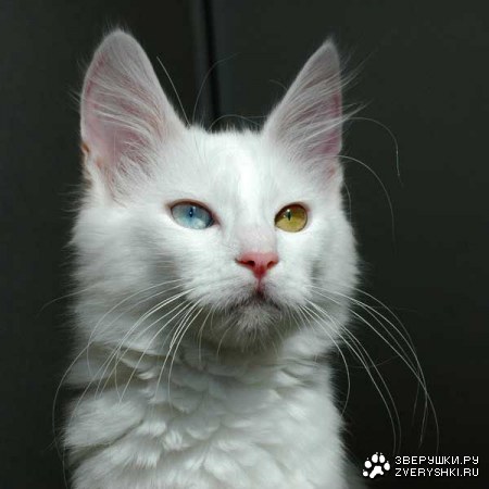 ������� ������ (11 ����)