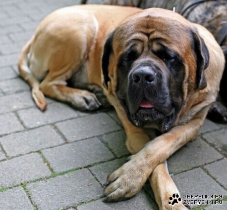 ����� � ������ (25 ����)