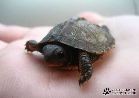 ��������� ���� �� ����� ��������� (6 ����)