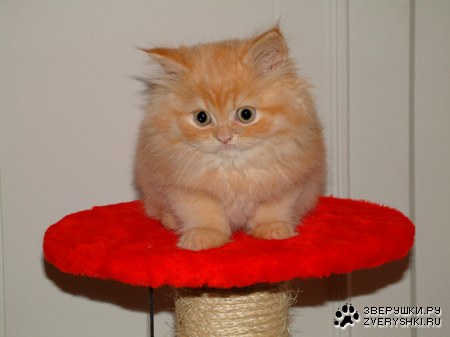 �������� ����� ;)