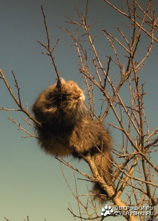 ������ ���������� :)