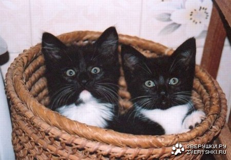 ���������� ������ (15 ����)