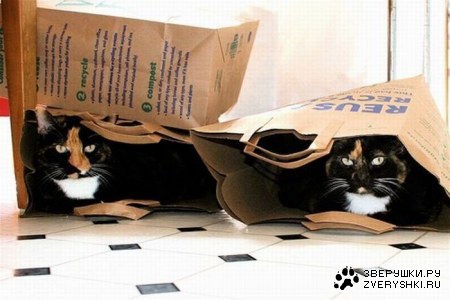 ���������� ������ (15 ����)