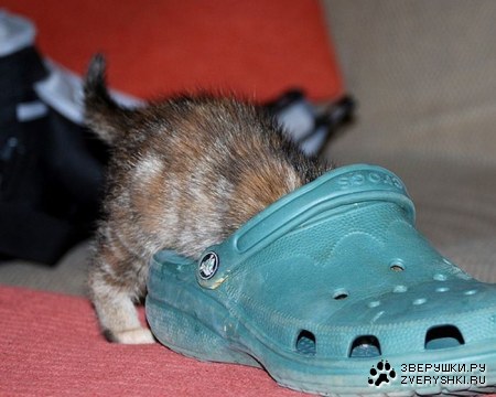 ���������� ������ (15 ����)