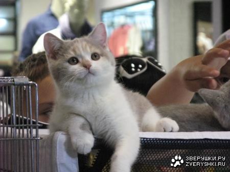 ALMATY CATS SHOW 2011 - �������� ����� (27 ����)