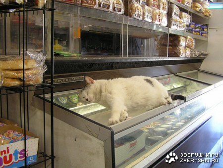 ������ �� ���������...