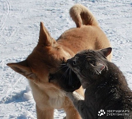 ������ (7 ����)